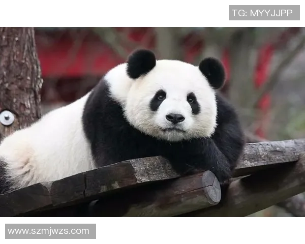 德国足球明星熊猫的传奇之路与背后的故事揭秘 德国足球明星熊猫的传奇之路与背后的故事揭秘